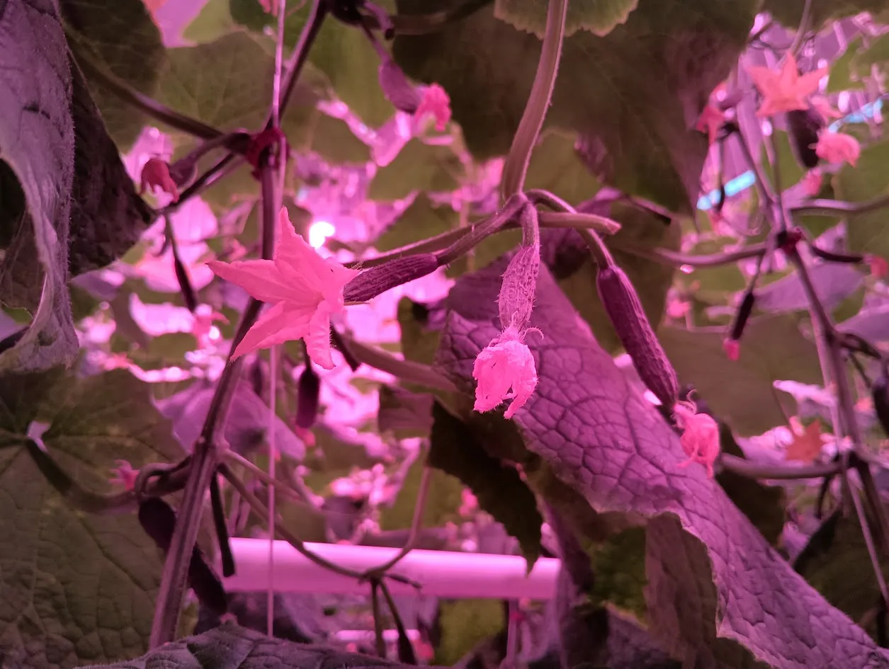 Cucumber blossoms under LED grow lights